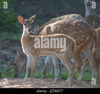 Hirsch in der Savanne; Hirsch im Gras; Hirsch in der Sonne stehend; Hirsch mit Hörnern; Hirsch mit Fleck; Hirsch mit Fleck aus Wilpattu National Stockfoto