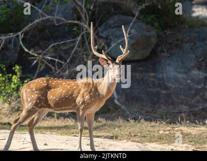 Hirsch in der Savanne; Hirsch im Gras; Hirsch in der Sonne stehend; Hirsch mit Hörnern; Hirsch mit Fleck; Hirsch mit Fleck aus Wilpattu National Stockfoto