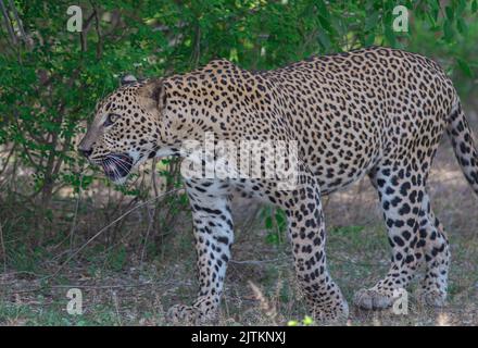 Leopard im Sonnenlicht; Leopard im Sonnenlicht; Leopard im goldenen Licht; Sri Lanka Leopard aus dem Yala National Park. Stockfoto