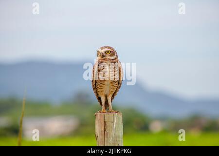 Eule auf einem Baumstamm im Freien in Rio de Janeiro. Stockfoto