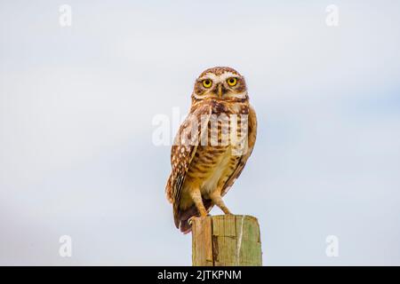 Eule auf einem Baumstamm im Freien in Rio de Janeiro. Stockfoto