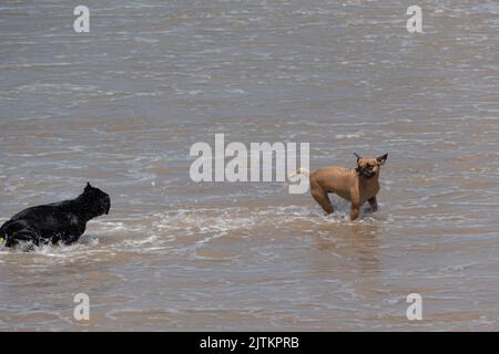 Die beiden Hunde spielen in den flachen Meereswellen Stockfoto