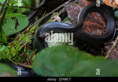 Schlange im Gras; Schlange auf einem Ast; Schlange auf dem Boden; schwarze Schlange rutscht; schleifende Schlange; melanistische Rattenschlange aus Sri Lanka Stockfoto