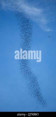 Fledermäuse fliegen aus der Deer Cave, Mulu National Park, Borneo, Malaysia; synchronisiertes Auftauchen in der Abenddämmerung; Verhalten der Tiere. Stockfoto