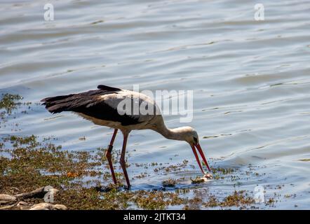 Eine Nahaufnahme eines Weißstorchs, der einen Fisch gefangen hat, Seeufer, Essen Stockfoto