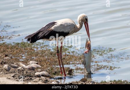 Eine Nahaufnahme eines Weißstorchs, der einen Fisch gefangen hat, Seeufer, Essen Stockfoto