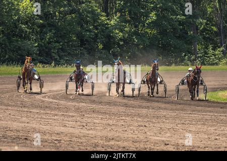 Traber in Schlitten. Pferderennen auf dem Hippodrom. Anmutige Tiere. Pferderennen. Pferdesport. Sportwetten. Stockfoto