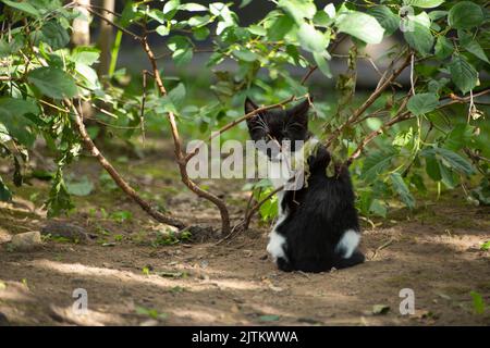 Kätzchen sitzt im Gras. Katze im Garten. Haustier zwischen den Pflanzen. Stockfoto