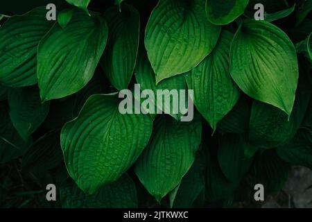 Hosta Pflanze Busch in einer Hintergrundstruktur voller saftiger grüner Farbe. Schatten unter sich werfen. Stockfoto