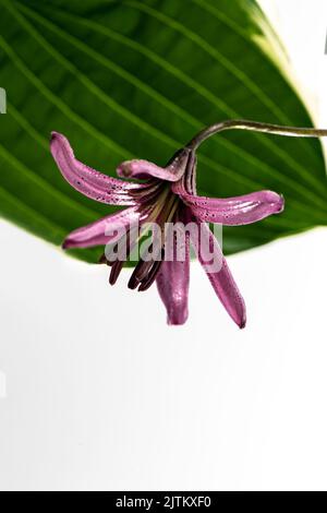 Komposition einer lila Lilienblume, die kopfüber an einem verschwommenen Hostablatt hängt. Über, während Hintergrund. Stockfoto