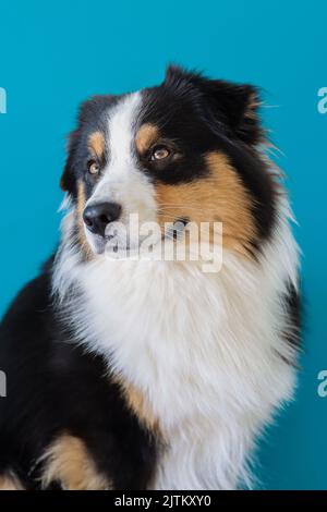 Porträt eines australischen Schäferhundes, Kopf nach links, aber Blick auf die Kamera mit einem schelmischen Blick auf einem blauen Hintergrund in einem hellen Raum Stockfoto