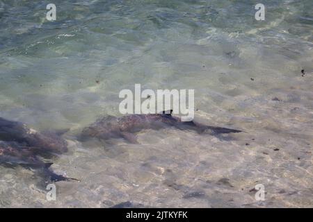 Tubarao Limao oder Zitronenhai versammelten sich an der Oberfläche der brasilianischen Insel Fernando de Noronha. Negaprion brevirostris Stockfoto