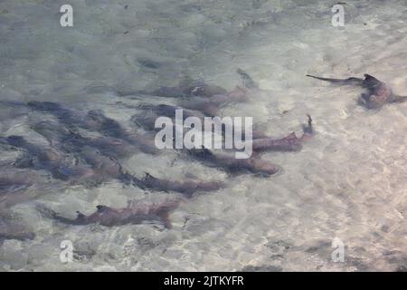 Tubarao Limao oder Zitronenhai versammelten sich an der Oberfläche der brasilianischen Insel Fernando de Noronha. Negaprion brevirostris Stockfoto