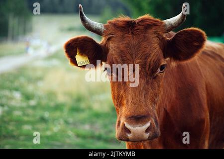 Frontalbild einer braunen Kuh, die auf die Kamera schaut. Unscharfes grünes Feld im Hintergrund. Stockfoto