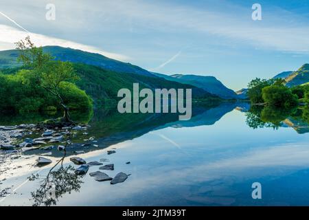 Lone Tree auf dem Llyn Padarn Lake in Llanberis at Dawn, Wales, Großbritannien Stockfoto