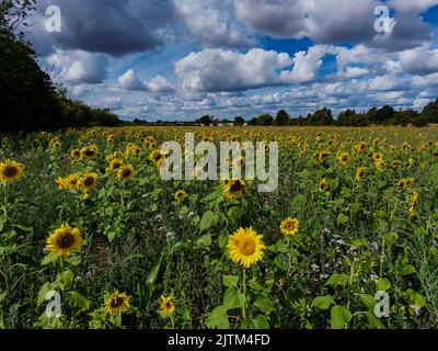 Ein Sonnenblumenfeld im ländlichen Suffolk, Großbritannien Stockfoto