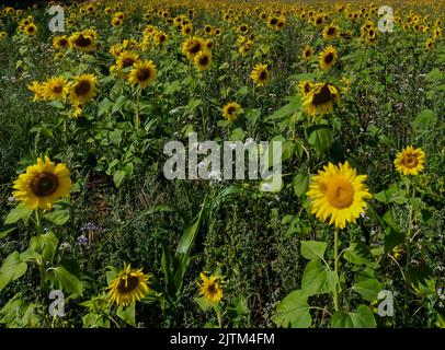 Ein Sonnenblumenfeld im ländlichen Suffolk, Großbritannien Stockfoto