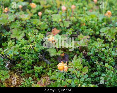 Büsche von reifen orangefarbenen gelben Moltebeeren, Rubus chamaemorus. Makro der frischen wilden Nordbeere, die im natürlichen Lebensraum des Artikwaldsumpfs wächst Stockfoto