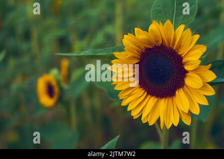 Sonnenblume in großen Feld. Hochwertige Fotos Stockfoto