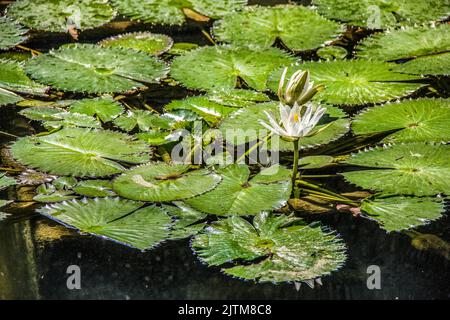 victoria regia mit einer Blume in einem See in rio de janeiro Stockfoto