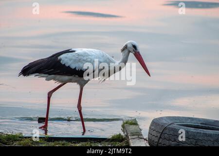 Der große, langbeinige Storch läuft auf dem See auf das Rad zu und konzentriert sich selektiv Stockfoto