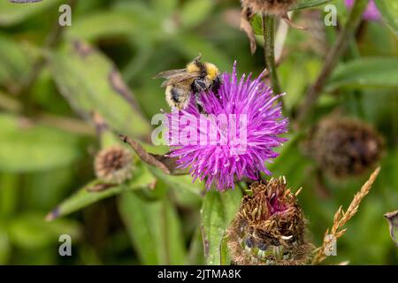 Große gelbe Bumblebee - Bombus distinguendus (Apidae) - ausgewachsene Biene auf schwarzer Knapweed-Blüte auf der Mullet-Halbinsel, County Mayo, Irland Stockfoto