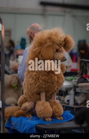 Standard-Pudel auf der Hundeausstellung Stockfoto