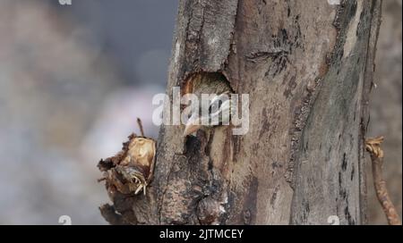 Eine Nahaufnahme eines niedlichen Weißwabenbarbetes, der aus seinem Nest in einem Baum spähte Stockfoto