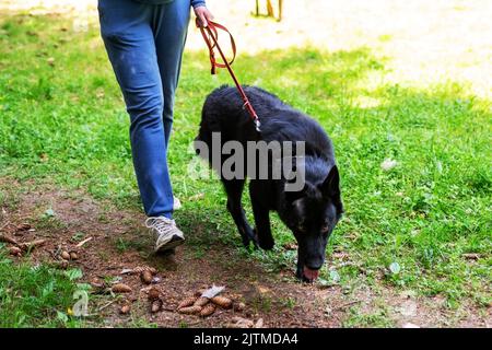 Schwarzer Deutscher Schäferhund, der im Wald spazierengeht. Hochwertige Fotos Stockfoto