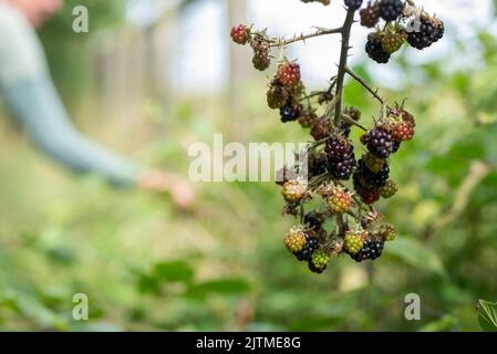 Ein Haufen Brombeeren hängt in einem Haufen von einem Zweig auf einer Hecke in der englischen Landschaft in Großbritannien Stockfoto