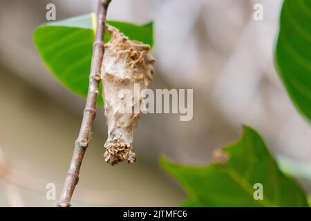 Schmetterlingskokon auf einem Baum in Rio de Janeiro Brasilien. Stockfoto