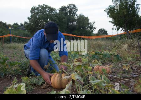 Bild eines lächelnden Bauern auf einem Feld, während er Kürbisse erntet. Stockfoto