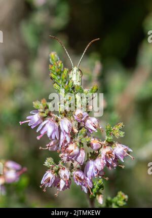 Grasshopper, der hinter lenden Heidekraut-Blüten (Calluna vulgaris), England, Großbritannien, seinen Höhepunkt erreicht Stockfoto