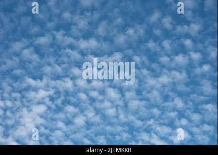 Makrelenhimmel oder ein Buttermilchhimmel mit kleinen Wolken wie Fischmuscheln, Dänemark, 24. August 2022 Stockfoto