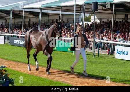 Stamford, Großbritannien. 31. August 2022. Alice Casburn und Topspin vertreten Großbritannien während der ersten Pferdeuntersuchung bei den Land Rover Burghley Horse Trials 2022, die auf dem Gelände des Burghley House in Stamford, Lincolnshire, England, Großbritannien, abgehalten wurden. Quelle: Jonathan Clarke/Alamy Live News Stockfoto