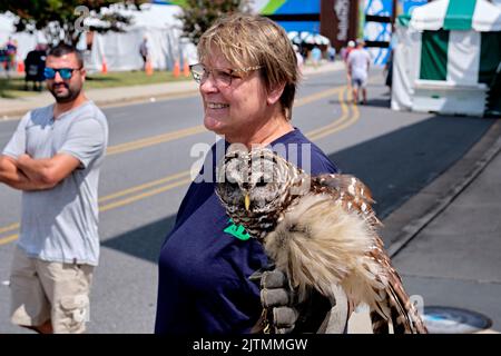 Beim National Folk Festival 2022 in Salisbury, Maryland, wird eine Barred Owl (Strix varia) auf dem Handler-Handschuh hochgestült gezeigt. Stockfoto