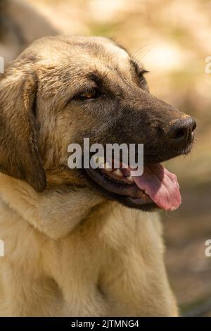 Weltberühmter Sivas Kangal Hund, 12 Jahre alt, weibliche Welpen in der Türkei Stockfoto