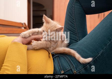 Annäherung an ein kleines hellbraunes Kätzchen, das auf dem Körper ihres Besitzers spielt, der in einer gelben Jacke gekleidet ist und ihre Hand beißt Stockfoto