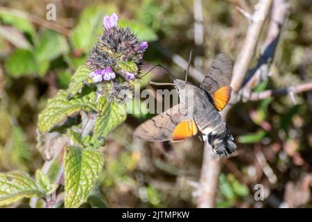 Hummingbird Hawk-Motte (Macroglossum stellatarum) nectaring on Chalk Downland Wildflowers during August or Spätsommer, Hampshire, England, UK Stockfoto