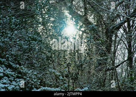 Subtropischer Wald nach einem unerwarteten kurzfristigen Schneefall. Die niedrige Wintersonne bricht durch die Zweige des Waldes und gelbe Blätter Stockfoto