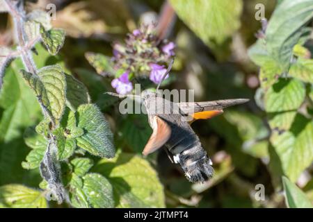 Hummingbird Hawk-Motte (Macroglossum stellatarum) nectaring on Chalk Downland Wildflowers during August or Spätsommer, Hampshire, England, UK Stockfoto