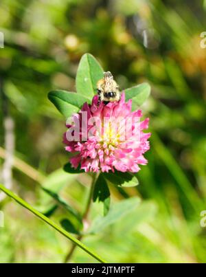 Aufgenommen am Chateau Lake Louise in Alberta. Eine Hummel bestäubt eine Kleeblüte. Stockfoto