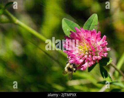 Aufgenommen am Chateau Lake Louise in Alberta. Eine Hummel bestäubt eine Kleeblüte. Stockfoto