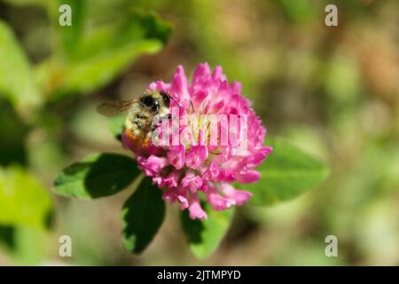 Aufgenommen am Chateau Lake Louise in Alberta. Eine Hummel bestäubt eine Kleeblüte. Stockfoto