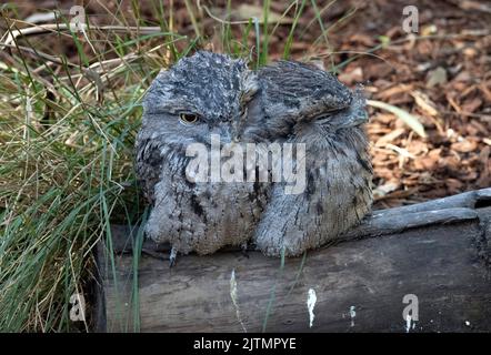 Ein Paar Tawny Frogmouth (Podargus Strigoides) in Sydney, NSW, Australien (Foto: Tara Chand Malhotra) Stockfoto