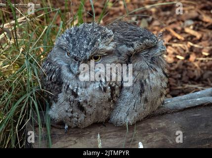 Ein Paar Tawny Frogmouth (Podargus Strigoides) in Sydney, NSW, Australien (Foto: Tara Chand Malhotra) Stockfoto