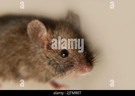 Schweizer (Haus-)Mäuse (Mus musculus) begleiten ständig den Menschen (Synanthropen) und Parasiten: Getreide in Lagerhäusern, Produkten essen. Es ist nicht möglich Stockfoto