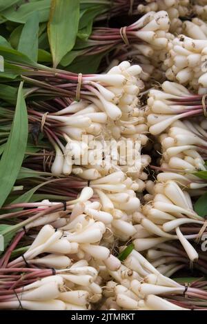 Gebundene Bündel von Allium cepa aus biologischem Anbau - Zwiebelzwiebeln zum Verkauf auf dem Markt im Freien. Stockfoto