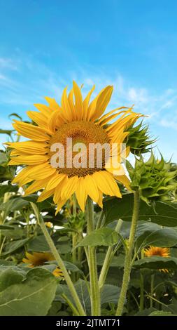 Sonnenblume über blauem Himmel. Natur Hintergrund Stockfoto