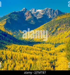 Gipfel der Missionsberge oberhalb der Herbstlärche im Elchbach-Tal bei condon, montana Stockfoto